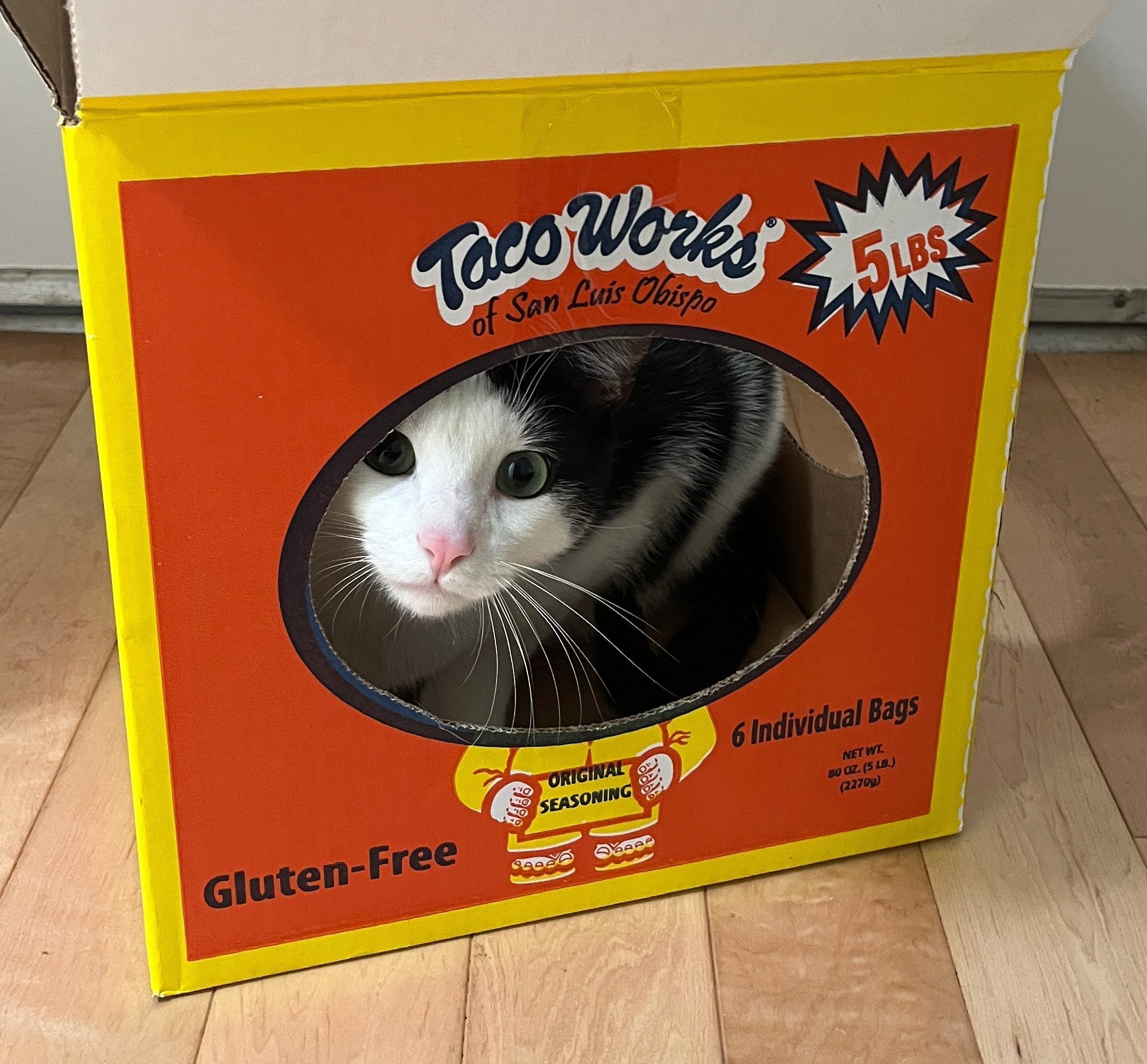 My Cat is a Big Fan