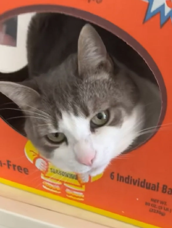 Another Cat in a Box...the movie!