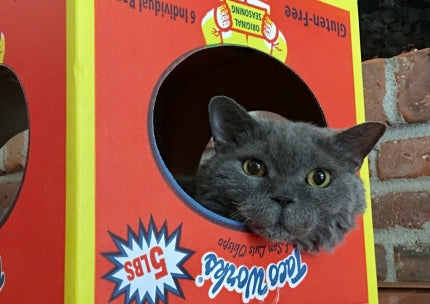 Another cat in a box...