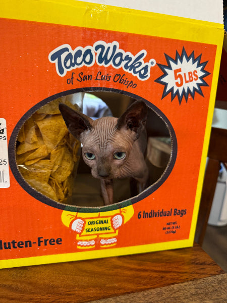 Another cat in a box