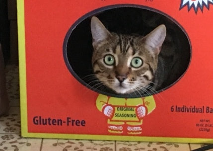 Rosie the Bengal kitty